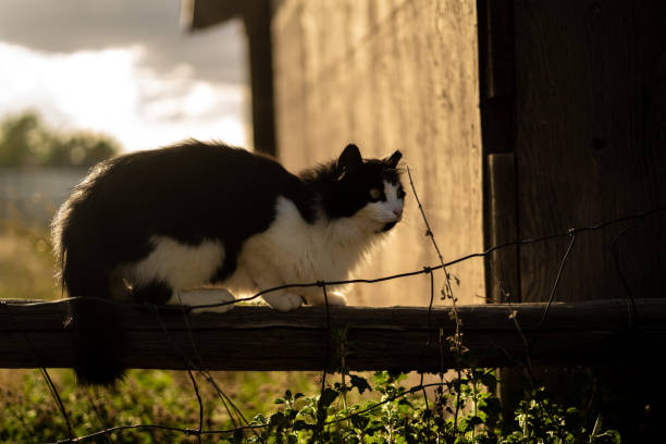 istock Fluffy White & Black Oreo Cat Outside Perched on Wood Fence 1825059220