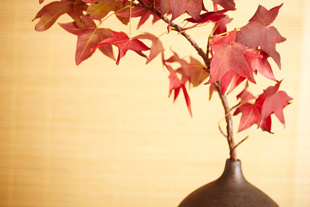 vida de arce rojo deja en un florero - japanese maple autumn leaf tree fotografías e imágenes de stock