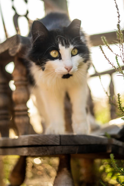 istock Fluffy White & Black Oreo Cat Outside Funny Shocked Surprised Face 1825060158