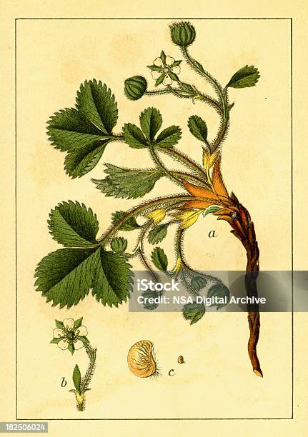 Pink Barren Strawberry Antique Flower Illustrations Stock Illustration - Download Image Now