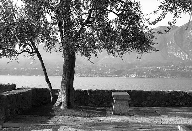 Old olive tree and stone bench in town Malcesine by Lake garda in Italy. Duotone/black&white