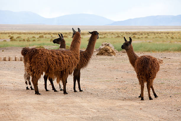 Llamas in Salar de Salinas Grandes - Argentine