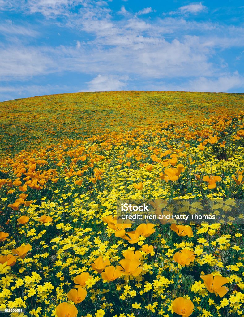 Flores silvestres cubrir las colinas de California - Foto de stock de Abril libre de derechos