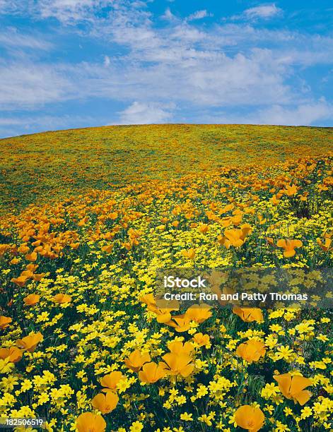 Flores Silvestres Cubrir Las Colinas De California Foto de stock y más banco de imágenes de Abril - Abril, Aire libre, Amapola - Planta