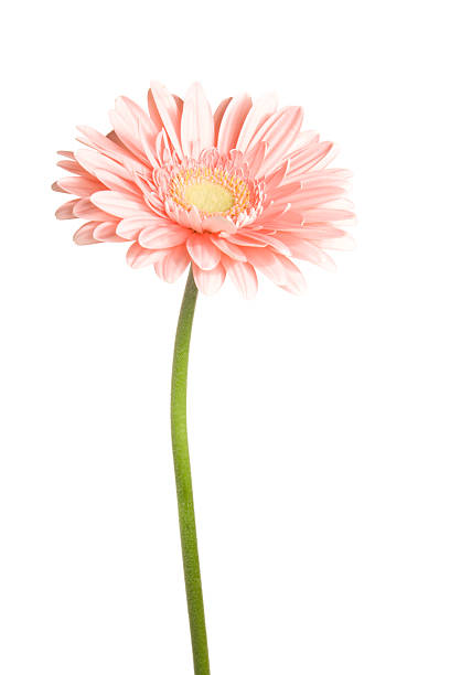 flores sobre um fundo branco. - gerbera daisy stem flower head pink - fotografias e filmes do acervo