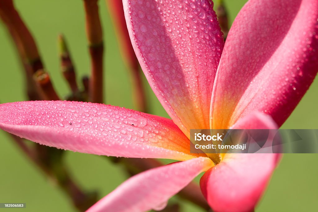 Pink Frangipani - Стоковые фото Азия роялти-фри