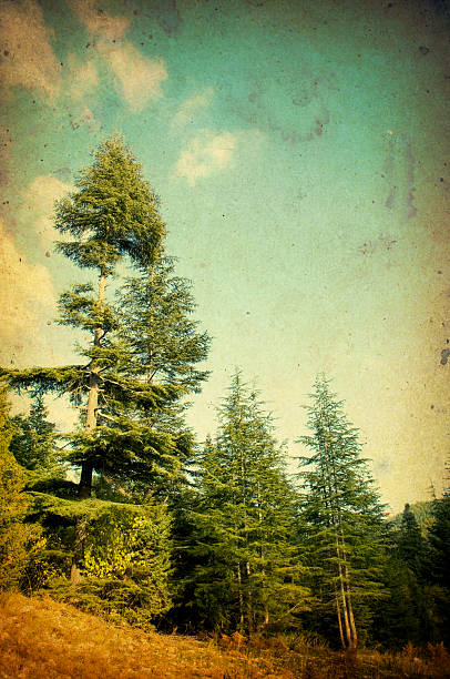 istock Retro-style photo of pine forest 182506844