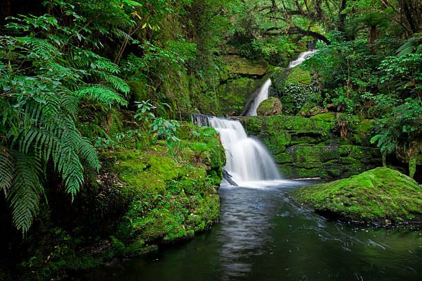 cascata nella foresta pluviale, nuova zelanda - flowing water river spring water foto e immagini stock