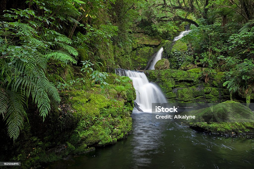 워터풀 열대 우림 속, New Zealand - 로열티 프리 뉴질랜드 스톡 사진