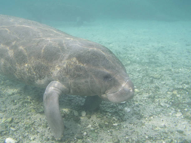 istock Young wild Manatee with two adults in the background 182506911