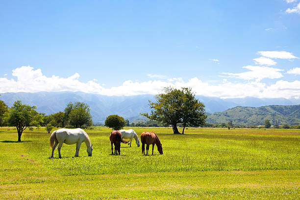 Horses in Pasture (andes) stock photo