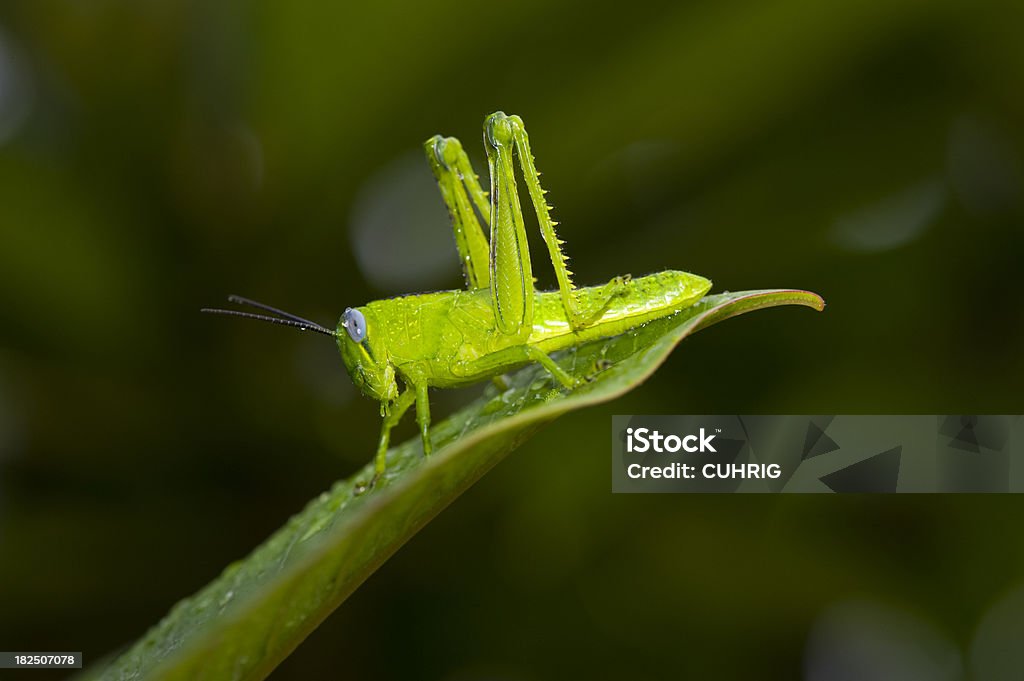 Grashopper su foglie Dopo la pioggia - Foto stock royalty-free di Animale