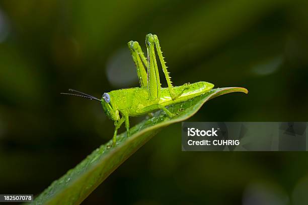 Grashopper Su Foglie Dopo La Pioggia - Fotografie stock e altre immagini di Animale - Animale, Cavalletta - Ortottero, Close-up