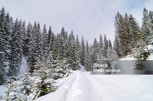 Foto de Floresta De Inverno e mais fotos de stock de Azul - Azul, Beleza natural - Natureza, Bosque - Floresta