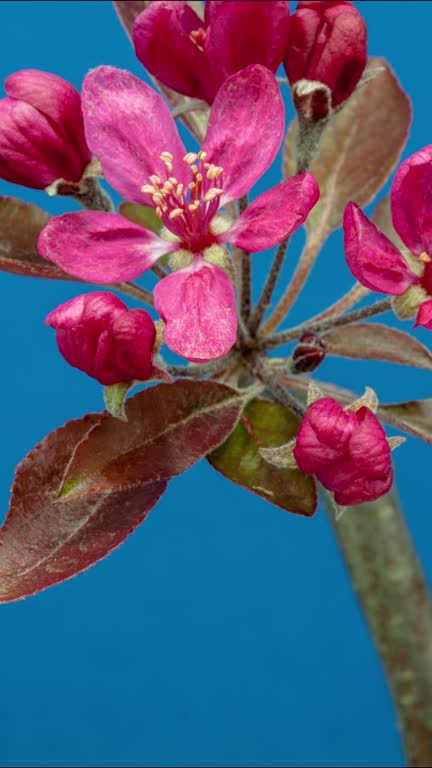 4k vertical timelapse of an Wild Apple tree flower blossom bloom and grow on a blue background. Blooming flower of Malus domestica. Vertical time lapse in 9:16 ratio mobile phone and social media ready.