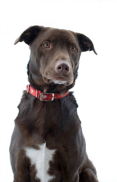 istock The family dog 182507423