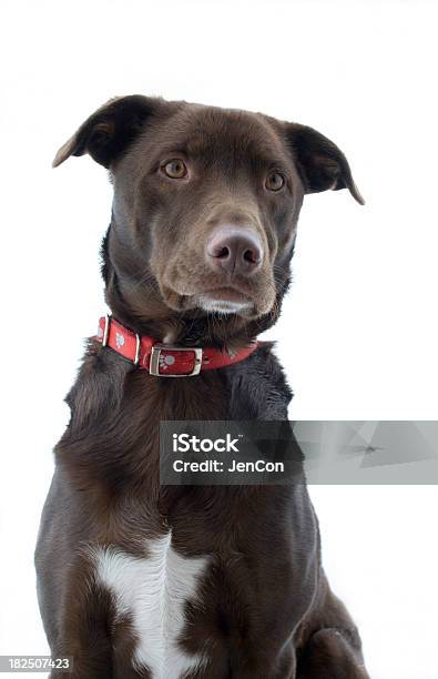 Cão Da Família - Fotografias de stock e mais imagens de Amizade - Amizade, Animal, Animal Doméstico