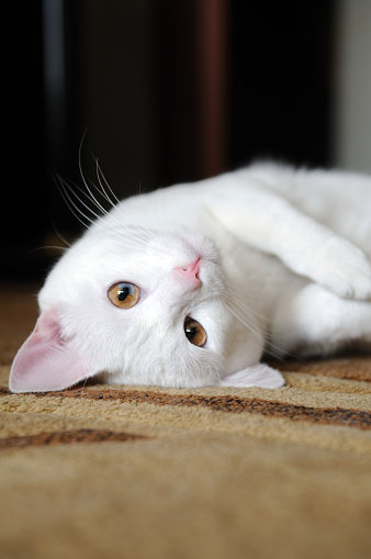 A cute cat looking at its reflection on the window