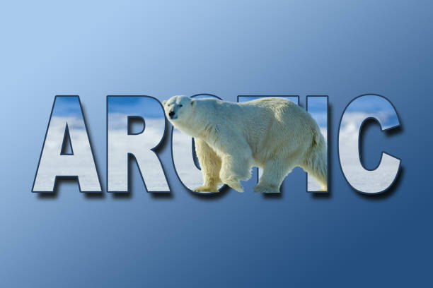 Global warming awareness with ripped polar bear background with the words Polar, Climate, Arctic with a blue white gradient background. stock photo
