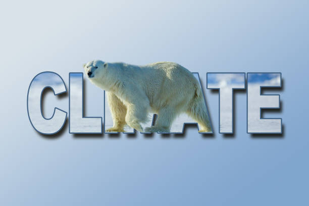 Global warming awareness with ripped polar bear background with the words Polar, Climate, Arctic with a blue white gradient background. stock photo