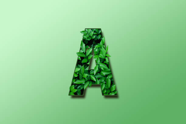 Leaf font A isolated on white green gradient background. Leafs font a made of Real alive leaves with Previous paper cut shape of font. stock photo