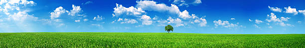 A panoramic shot of a meadow with a tree on a sunny day