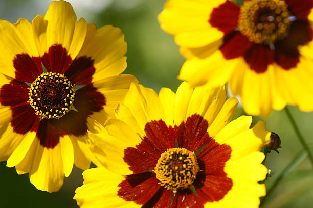 istock Girl eye flowers 182508122