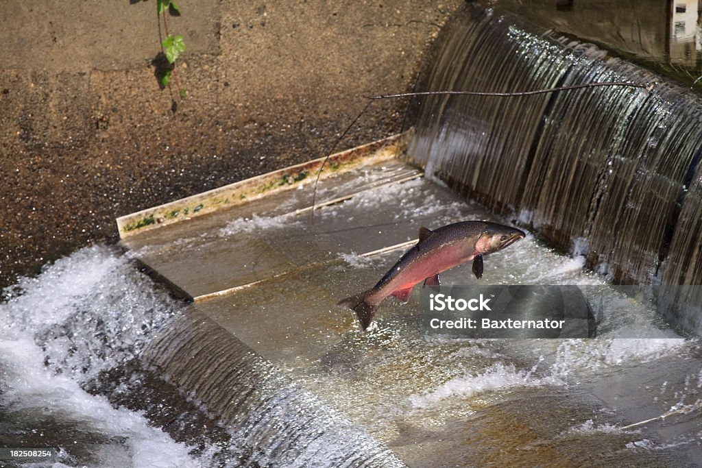 Saltare Salmone - Foto stock royalty-free di Animale