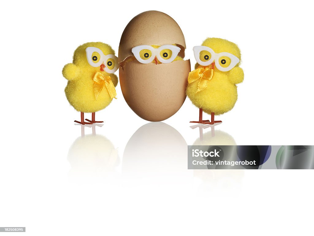 Chick hiding in egg with two beside Chick hiding inside shell with two other funny looking chicks with large glasses and bow ties standing beside on white background with reflection Animal Stock Photo