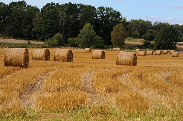 Hay bales, ready for harvest stock photo