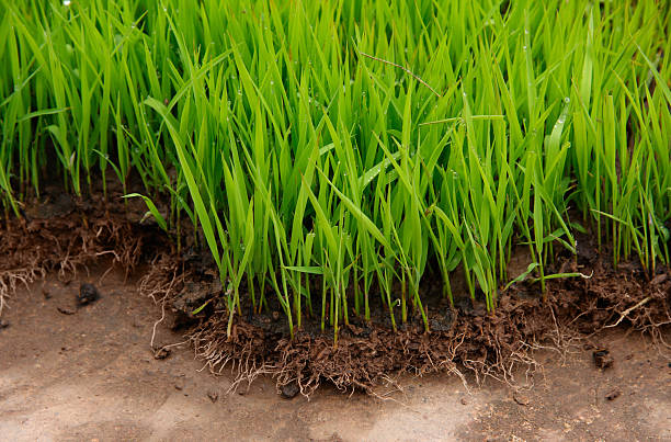 istock The rice seedlings plant in nurseries 182508623