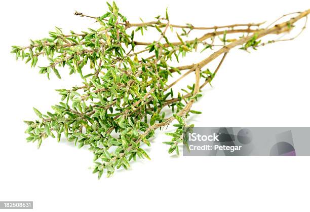 Lemon Thyme - zdjęcia stockowe i więcej obrazów Lemon Thyme - Lemon Thyme, Macierzanka tymianek, Bez ludzi