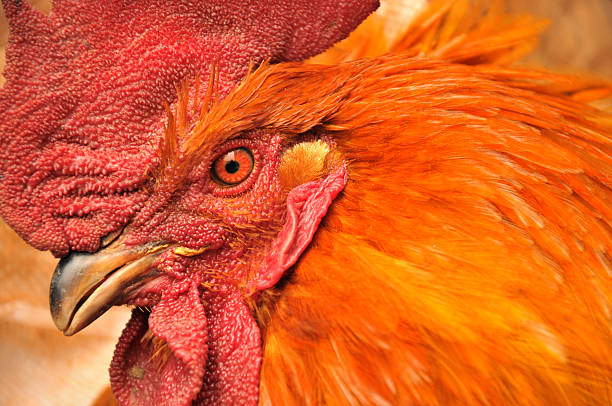 istock Close up of cock 182508873