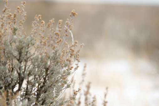 Close-up of sagebrush in the winer time. copy space. selective focus.