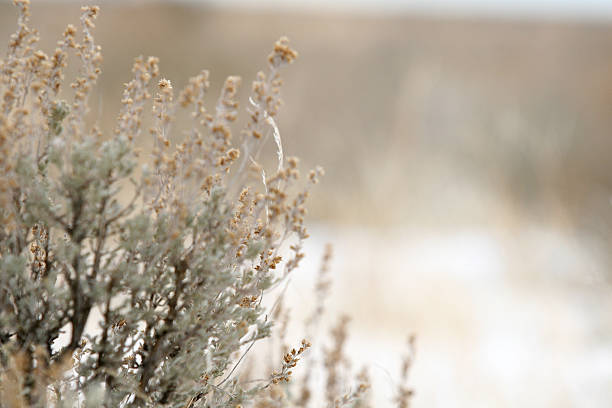 artemísia de inverno - winter agriculture ranch field - fotografias e filmes do acervo