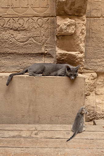Details of Philae temple in Aswan Upper Egypt. Cat with a kitten in the temple