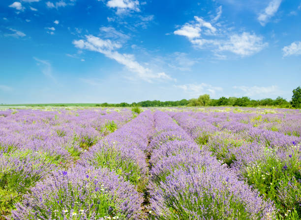 istock Field with blossoming lavender and sky. 1825090943