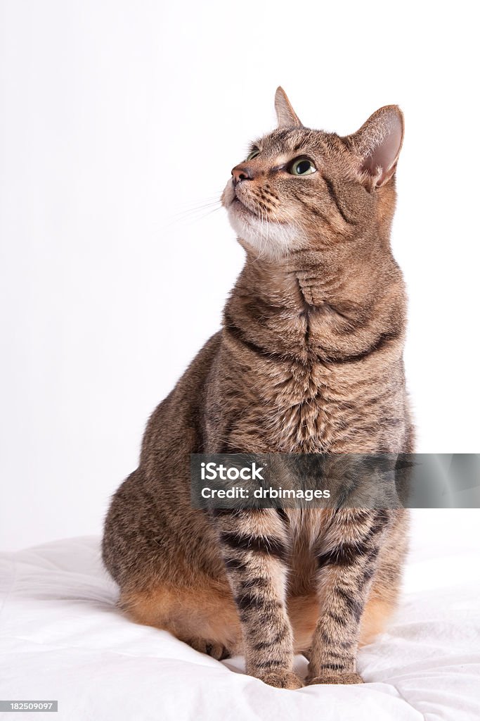 Regarde chat tigré - Photo de Chat domestique libre de droits