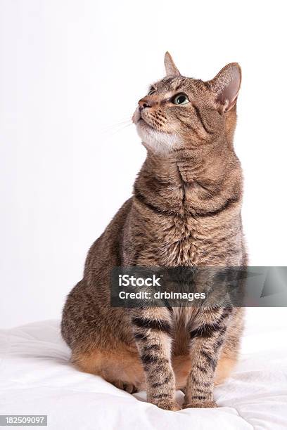 Photo libre de droit de Regarde Chat Tigré banque d'images et plus d'images libres de droit de Chat domestique - Chat domestique, Fond blanc, Regarder en l'air