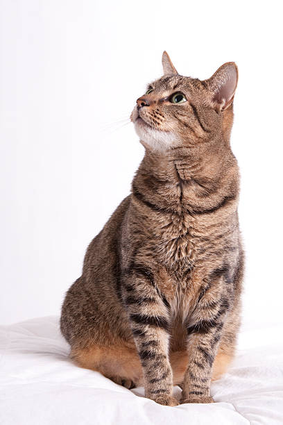 Tabby cat looks up A tabby cat, isolated on a plain, white background, looks up. tabby cat stock pictures, royalty-free photos & images