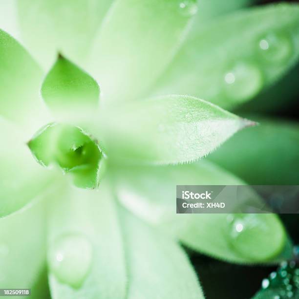 Grün Im Frühjahr Aloe Sap Stockfoto und mehr Bilder von Abstrakt - Abstrakt, Aloe, Aloe Vera-Gel