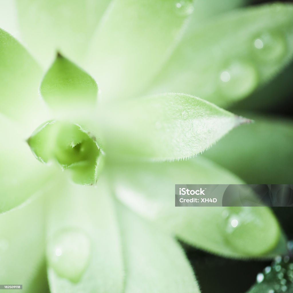 Verde na primavera, Aloe Sap - Foto de stock de Abstrato royalty-free