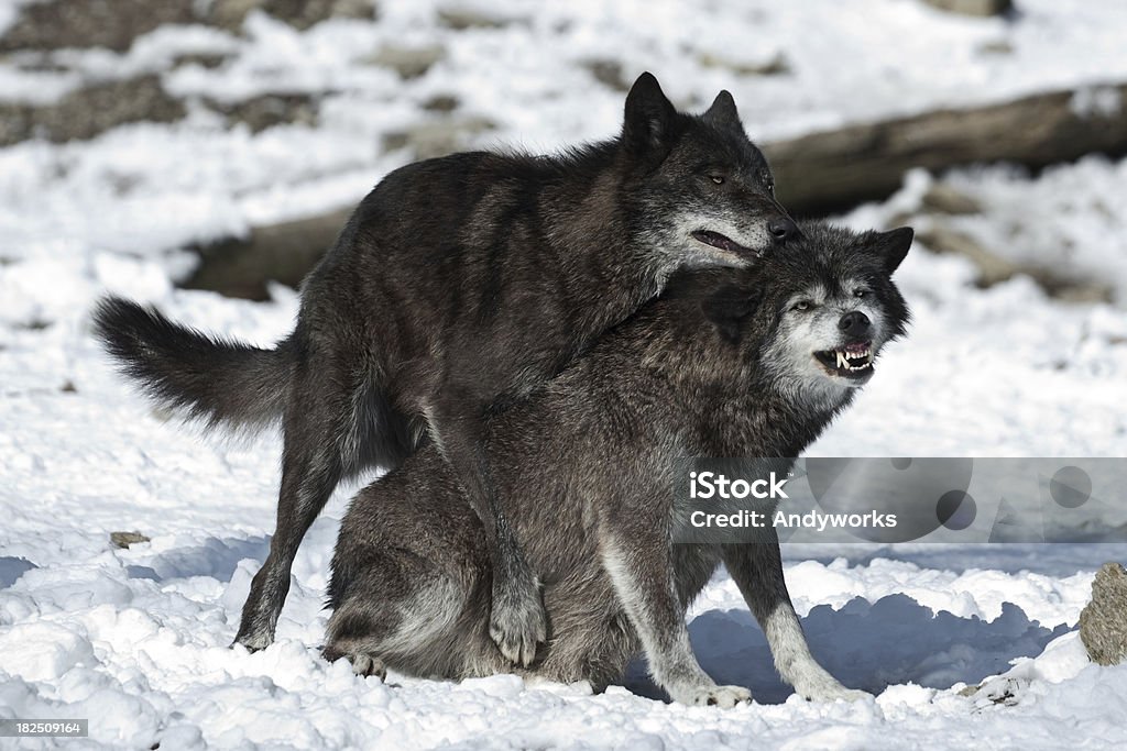 Zwei Wölfe In Winter - Lizenzfrei Tierpaarung Stock-Foto