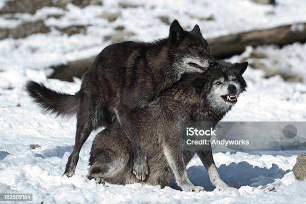 Zwei Wölfe In Winter Stockfoto und mehr Bilder von Tierpaarung - Tierpaarung, Hund, Wolf