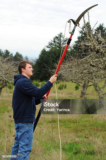 Pruning Trees Stock Photo - Download Image Now - Hand Saw, Pole, Farm