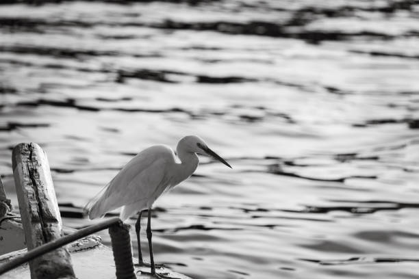 White heron in Aswan standing on the boat on Nile river, Egypt