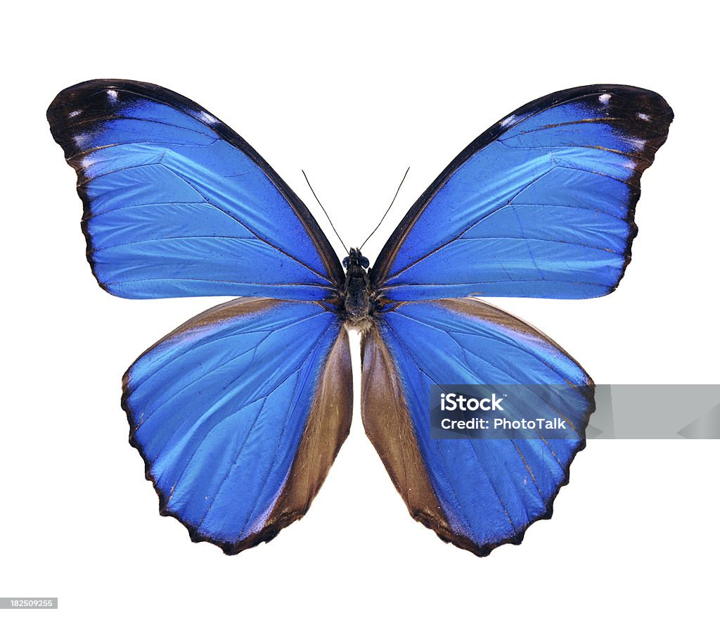 Blue Morpho Butterfly - Large High quality photogrpahy of south america blue morpho butterfly isolated on white background Butterfly - Insect Stock Photo