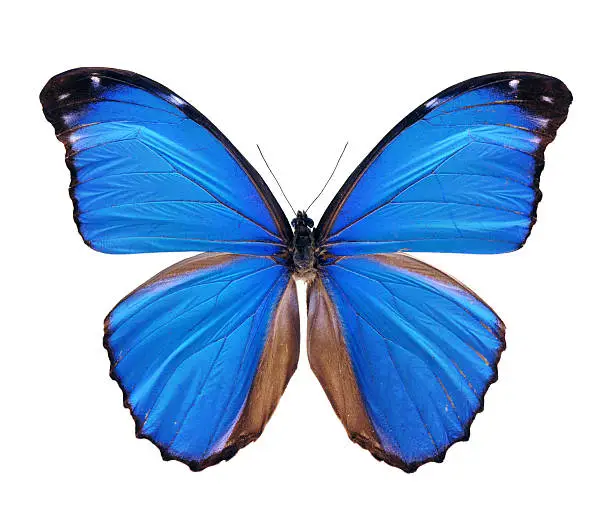 High quality photogrpahy of south america blue morpho butterfly isolated on white background