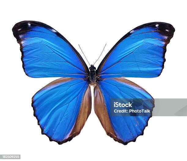 Foto de Morpho Peleides Azulgrande e mais fotos de stock de Borboleta - Borboleta, Azul, Flor