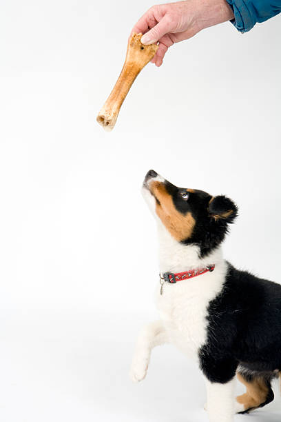 istock Border collie puppy on white seamless 182509300
